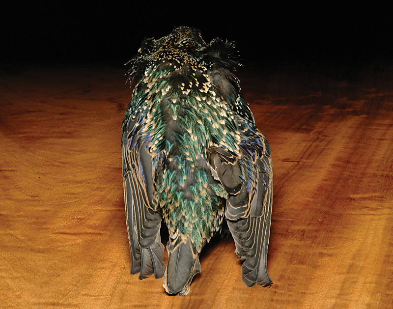 Hareline, Hareline Starling Skin