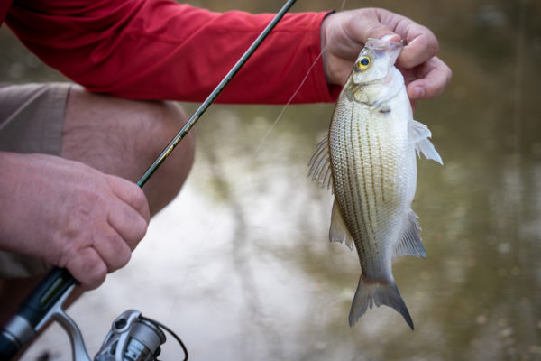 Temple Fork Outfitters, TFO Trout/Panfish Spinning Rod